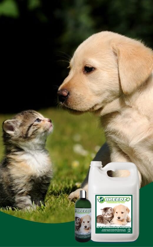 Caprichem Featured products - Puppies & Kittens