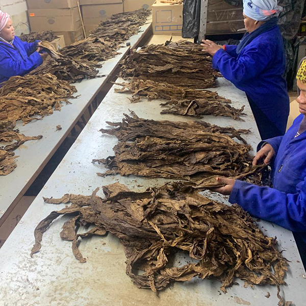 Santa Bras South African cigars gallery