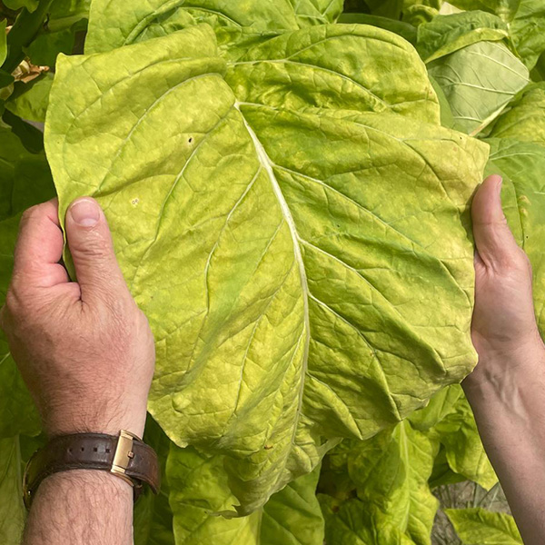 Santa Bras South African cigars gallery