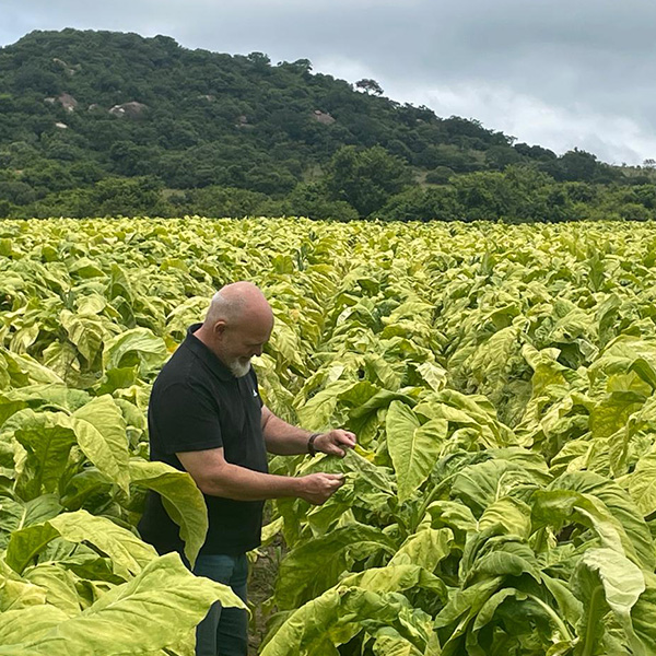 Santa Bras South African cigars gallery