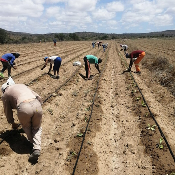 Santa Bras South African cigars gallery