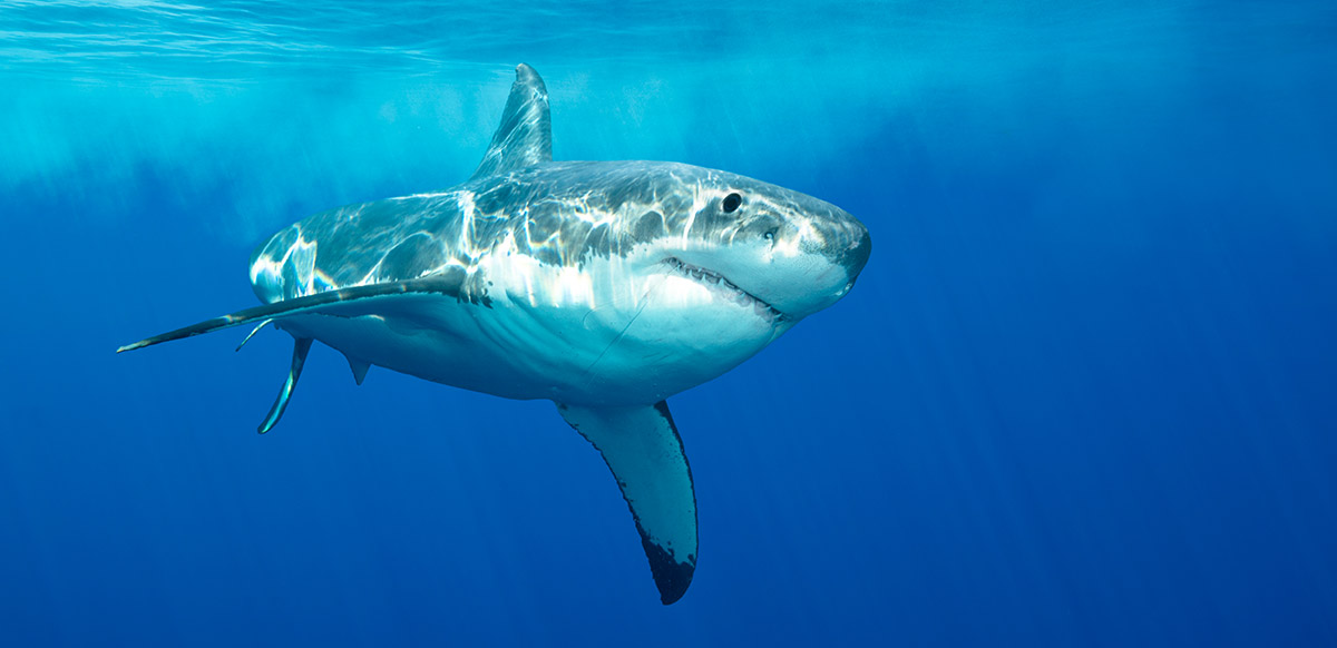 Shark Africa